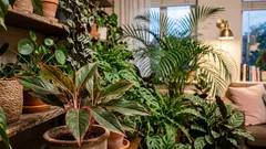 Bez toxinů: 7 pokojových rostlin, které přirozeně osvěžují vzduch v interiéru